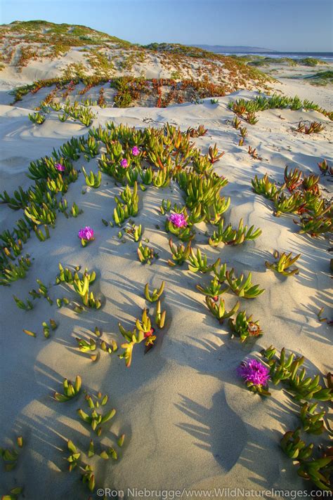 Magical ocean plants pismo beach
